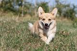 CORGI PEMBROKE 139